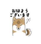 柴犬すースタンプ (ゆるめ)（個別スタンプ：1）