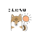 柴犬すースタンプ (ゆるめ)（個別スタンプ：2）