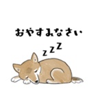 柴犬すースタンプ (ゆるめ)（個別スタンプ：4）