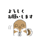 柴犬すースタンプ (ゆるめ)（個別スタンプ：6）