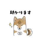 柴犬すースタンプ (ゆるめ)（個別スタンプ：7）