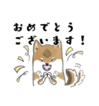 柴犬すースタンプ (ゆるめ)（個別スタンプ：8）