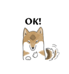 柴犬すースタンプ (ゆるめ)（個別スタンプ：11）