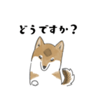 柴犬すースタンプ (ゆるめ)（個別スタンプ：13）