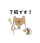 柴犬すースタンプ (ゆるめ)（個別スタンプ：15）