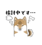 柴犬すースタンプ (ゆるめ)（個別スタンプ：16）