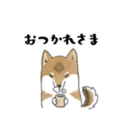 柴犬すースタンプ (ゆるめ)（個別スタンプ：17）