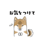 柴犬すースタンプ (ゆるめ)（個別スタンプ：18）