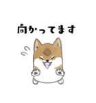 柴犬すースタンプ (ゆるめ)（個別スタンプ：19）