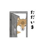 柴犬すースタンプ (ゆるめ)（個別スタンプ：24）