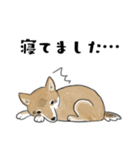 柴犬すースタンプ (ゆるめ)（個別スタンプ：25）