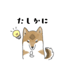 柴犬すースタンプ (ゆるめ)（個別スタンプ：27）