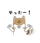 柴犬すースタンプ (ゆるめ)（個別スタンプ：31）
