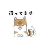 柴犬すースタンプ (ゆるめ)（個別スタンプ：33）