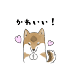 柴犬すースタンプ (ゆるめ)（個別スタンプ：36）