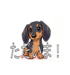スタンダードダックスフンド（個別スタンプ：12）