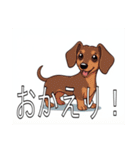 スタンダードダックスフンド（個別スタンプ：13）