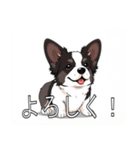 コーギー（カーディガン）がいっぱい（個別スタンプ：7）
