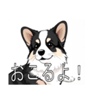 コーギー（カーディガン）がいっぱい（個別スタンプ：35）