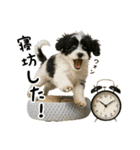 キャバリアビションフリーゼのキャバション（個別スタンプ：2）
