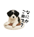 キャバリアビションフリーゼのキャバション（個別スタンプ：5）