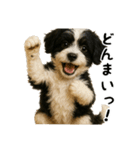 キャバリアビションフリーゼのキャバション（個別スタンプ：9）