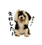 キャバリアビションフリーゼのキャバション（個別スタンプ：11）