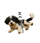 キャバリアビションフリーゼのキャバション（個別スタンプ：17）