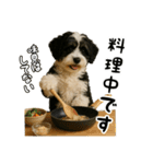 キャバリアビションフリーゼのキャバション（個別スタンプ：24）