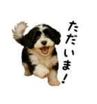 キャバリアビションフリーゼのキャバション（個別スタンプ：26）