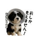 キャバリアビションフリーゼのキャバション（個別スタンプ：33）