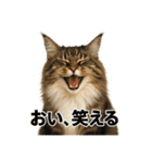 ノルウェージャンが尊いスタンプ2（個別スタンプ：24）