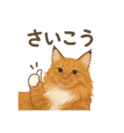 ノルウェージャンが尊いスタンプ1（個別スタンプ：13）
