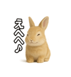 ウサギのコトバ（個別スタンプ：5）