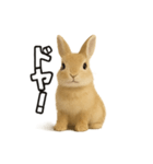 ウサギのコトバ（個別スタンプ：7）