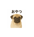 パグのいる風景（個別スタンプ：5）