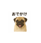 パグのいる風景（個別スタンプ：6）