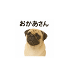 パグのいる風景（個別スタンプ：7）