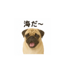 パグのいる風景（個別スタンプ：8）