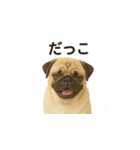 パグのいる風景（個別スタンプ：11）