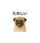 パグのいる風景（個別スタンプ：12）