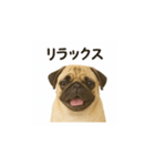 パグのいる風景（個別スタンプ：13）