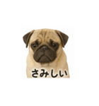 パグのいる風景（個別スタンプ：16）