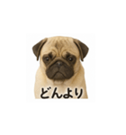 パグのいる風景（個別スタンプ：18）