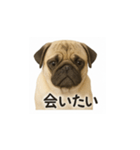 パグのいる風景（個別スタンプ：24）