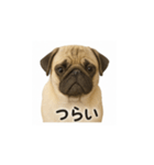パグのいる風景（個別スタンプ：25）