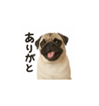 パグのいる風景（個別スタンプ：34）