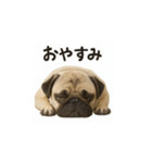 パグのいる風景（個別スタンプ：36）