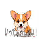 コーギー（ペンブローク）（個別スタンプ：16）