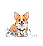 コーギー（ペンブローク）（個別スタンプ：25）